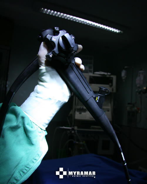 Imagen: Endoscopia. Myramar Animal
