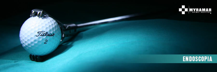 Imagen: Endoscopia. Myramar Animal