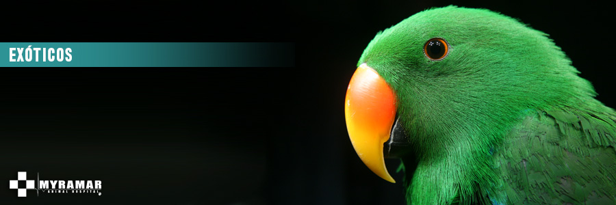 Imagen: Exóticos. Myramar Animal