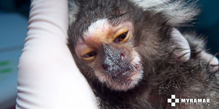 Imagen: Medicina interna y general. Myramar Animal
