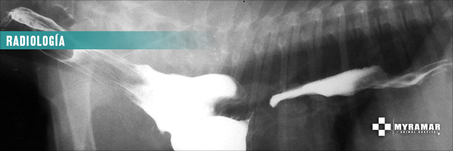 Imagen: Radiología. Myramar Animal