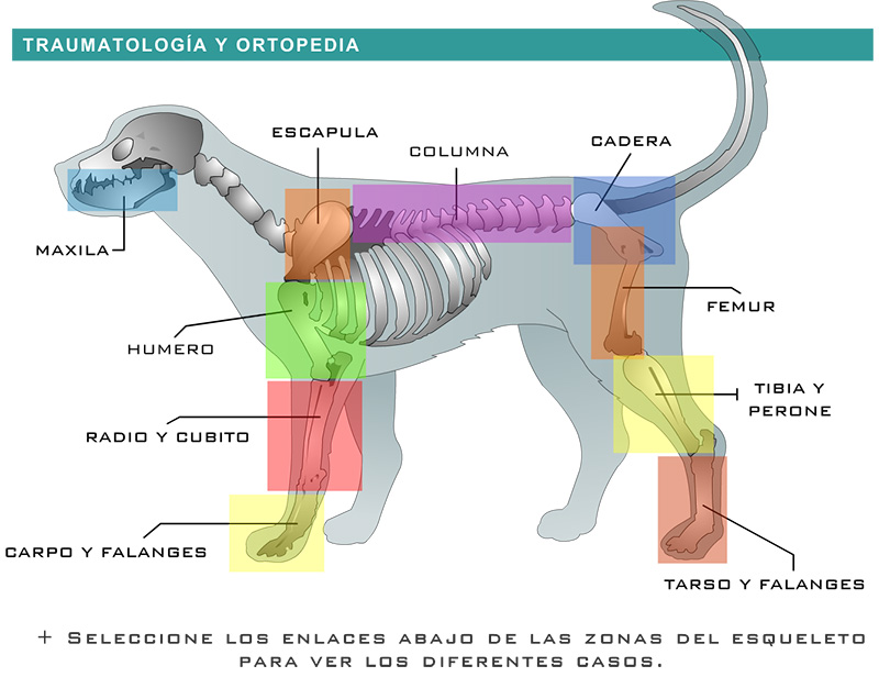 Traumatología veterinaria en Fuengirola Traumatología veterinaria en Fuengirola